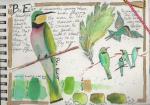 Jacqueline Newbold, Watercolor Nature Journal